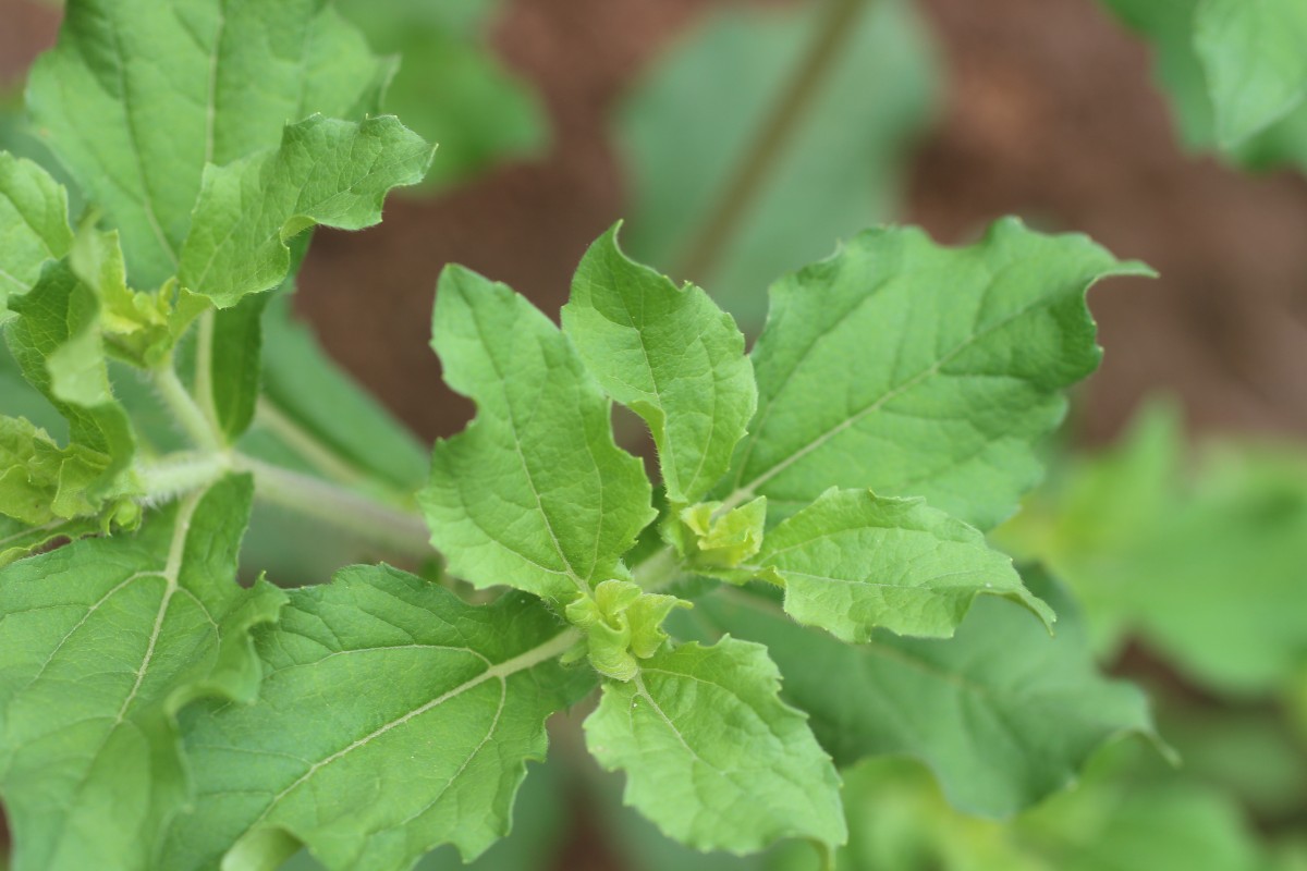 Acanthospermum hispidum DC.